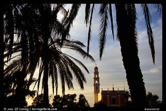 Palm tree and tower, Jaffa, Tel-Aviv. Israel (color)