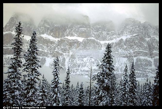 Trees and mountains in winter. Canada