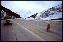 WV bus and mountain goat on the Banff-Jasper highway. Canada