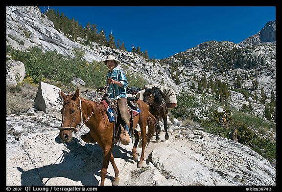 Man driving a pack of horses on trail, lower Dusy Basin. Kings Canyon National Park, California