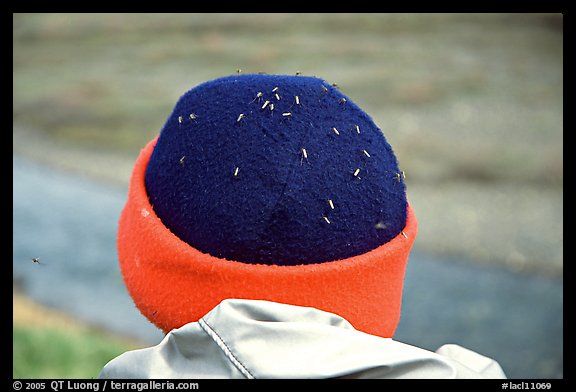Hat covered with mosquitoes. Lake Clark National Park, Alaska