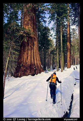 Backcountry skier at the base of Giant Sequoia trees, Mariposa Grove. Yosemite National Park, California
