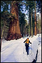 Backcountry skier at the base of Giant Sequoia trees, Mariposa Grove. Yosemite National Park, California ( color)