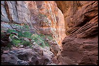 Hikers in Pine Creek Canyon. Zion National Park, Utah ( color)