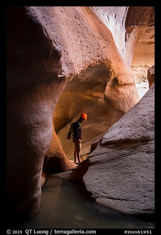 Man between glowing canyon walls, Pine Creek Canyon. Zion National Park, Utah (color)