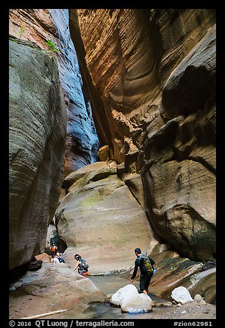 Hikers navigating narrows of Orderville Canyon. Zion National Park, Utah (color)