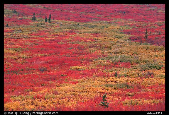 Tundra in fall colors. Denali National Park, Alaska, USA.