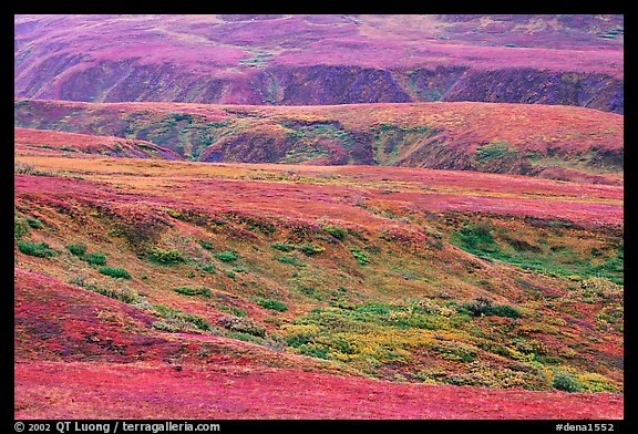 Tundra in fall colors and river cuts near Eielson. Denali National Park, Alaska, USA.