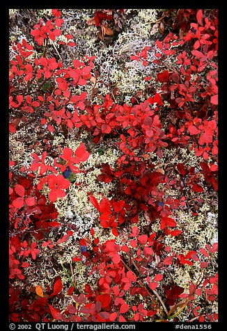 Dwarf tundra plants. Denali National Park (color)