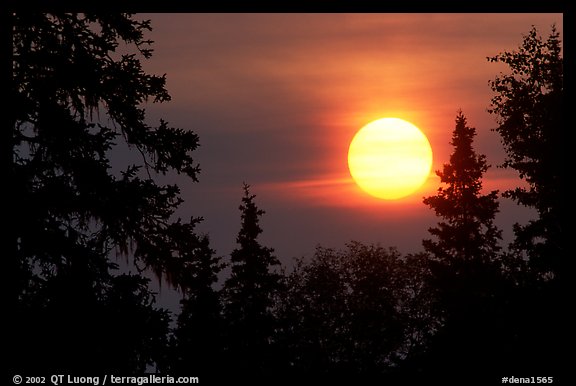 Spruce trees, sunrise. Denali National Park, Alaska, USA.