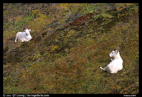 Two Dall sheep. Denali National Park, Alaska, USA.