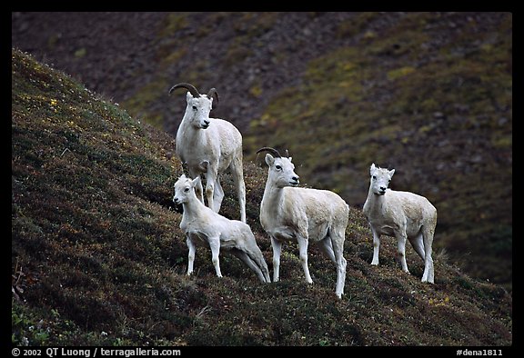 Group of Dall sheep. Denali National Park, Alaska, USA.