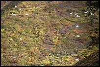 Distant view of Dall sheep on hillside. Denali National Park, Alaska, USA. (color)