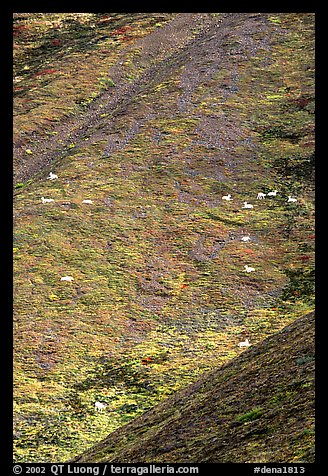 Hillside with many distant  Dall sheep. Denali National Park, Alaska, USA.