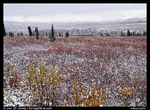 Fresh snow on tundra and berry leaves. Denali National Park, Alaska, USA.