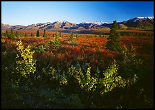Tundra and mountain range near Savage River. Denali National Park, Alaska, USA. (color)