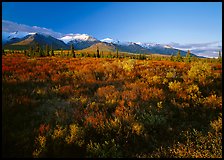 Late afternoon light on tundra and smaller mountain range. Denali National Park, Alaska, USA. (color)