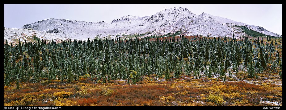 Boreal landscape with tundra, forest, and snowy mountains. Denali National Park, Alaska, USA.