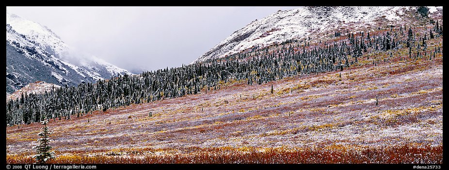 Autumn tundra landscape with fresh dusting of snow. Denali  National Park (color)
