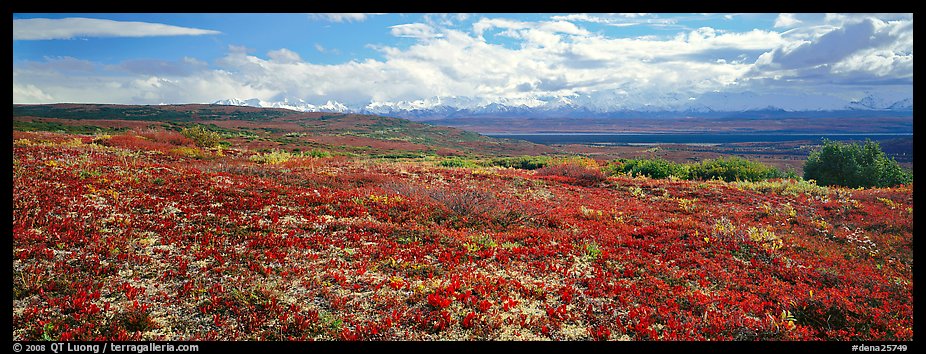 Carpet of berry plants in autumn with distant Alaska Range. Denali National Park (color)