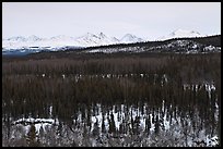 Bare forest in winter. Denali National Park, Alaska, USA.