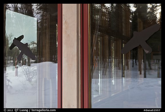 Forest with bare trees, Denali visitor center window reflexion. Denali National Park, Alaska, USA.