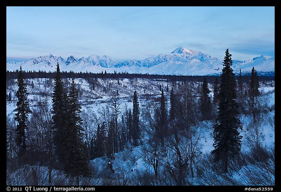 Alaska range and boreal forest in winter. Denali National Park, Alaska, USA.