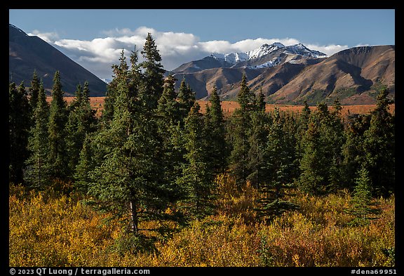 Autumn landscape with spruce trees and berry plants. Denali National Park (color)