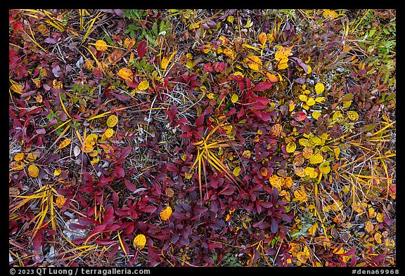 Close up of berry plants. Denali National Park (color)