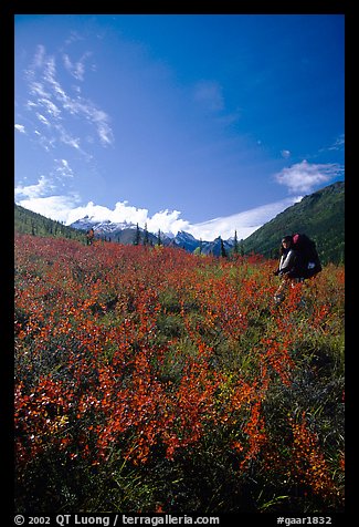 Backpacker in the tundra at the entrance of Arrigetch Creek. Gates of the Arctic National Park, Alaska (color)