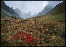 Tundra and Arrigetch Peaks. Gates of the Arctic National Park ( color)