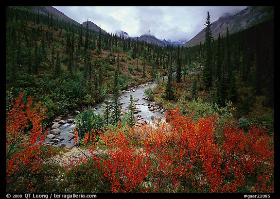 Bright berry leaves, boreal forest, Arrigetch Creek. Gates of the Arctic National Park, Alaska, USA.
