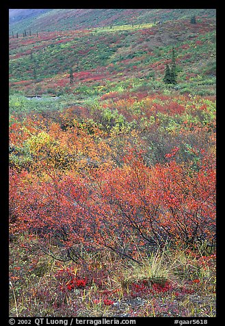 Tundra on mountain side in autumn. Gates of the Arctic National Park, Alaska, USA.
