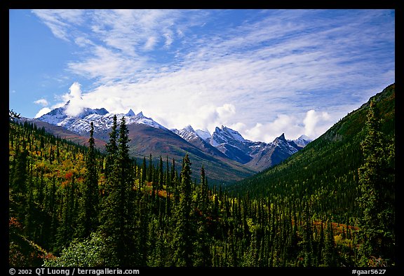 Arrigetch Peaks and spruce forest from Arrigetch Creek entrance, morning. Gates of the Arctic National Park (color)