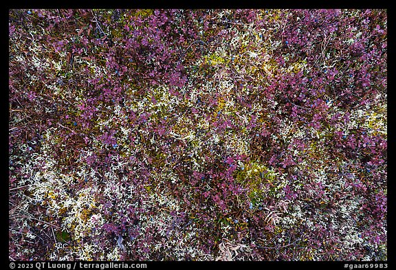 Close-up of blueberries and moss. Gates of the Arctic National Park (color)