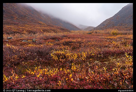 Berry plants and dwarf willow in autumn, Inukpasugruk Creek. Gates of the Arctic National Park (color)