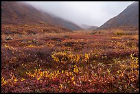 Berry plants and dwarf willow in autumn, Inukpasugruk Creek. Gates of the Arctic National Park ( color)