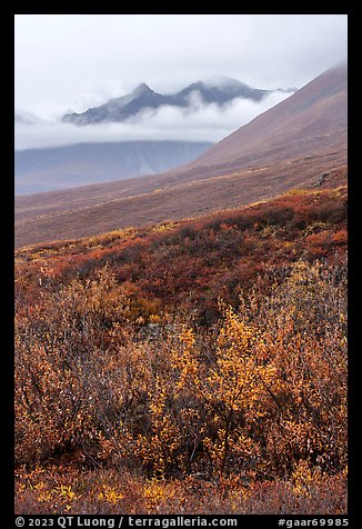 Willows and Soakpak Mountain in the rain. Gates of the Arctic National Park (color)