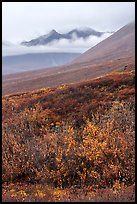 Willows and Soakpak Mountain in the rain. Gates of the Arctic National Park ( color)