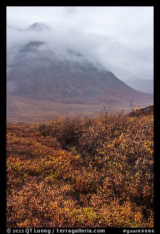 Willows and Kollutuk Mountain in the rain. Gates of the Arctic National Park (color)