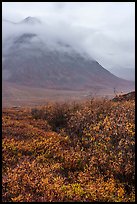 Willows and Kollutuk Mountain in the rain. Gates of the Arctic National Park ( color)