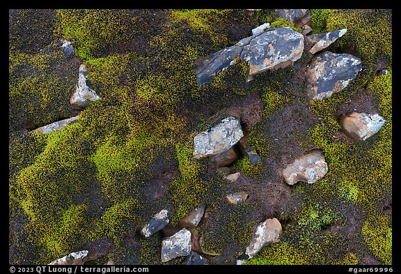 Close-up of rocks and dark moss. Gates of the Arctic National Park (color)