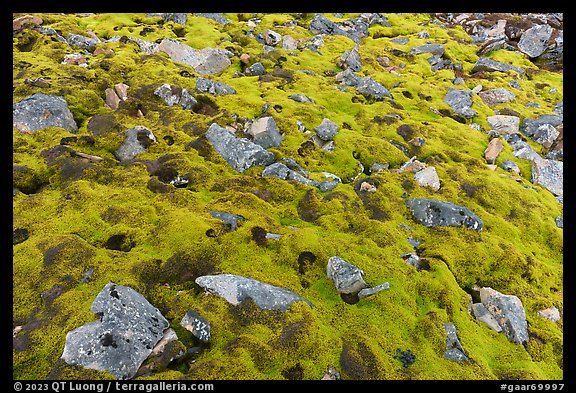 Carpet of moss with rocks. Gates of the Arctic National Park (color)