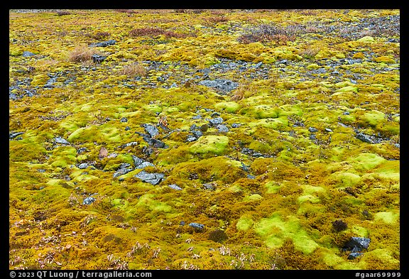 Carpet of moss. Gates of the Arctic National Park (color)