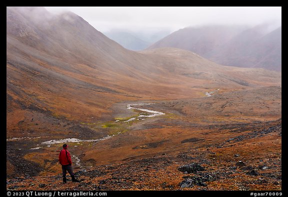 Visitor looking, Inukpasugruk Creek drainage in the rain. Gates of the Arctic National Park (color)
