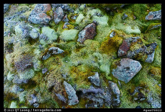 Close-up of moss and rocks. Gates of the Arctic National Park (color)