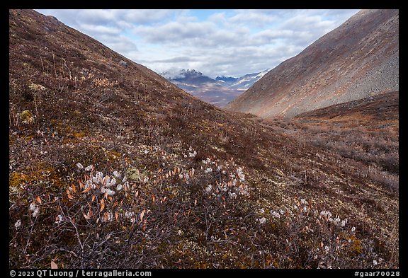 Arctic cottongrass and valley in autumn. Gates of the Arctic National Park (color)
