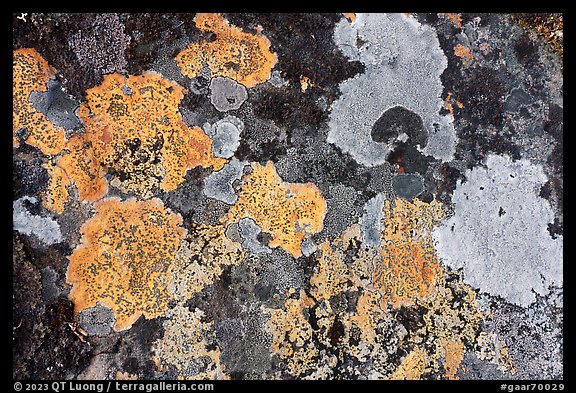 Close-up of lichen on rock. Gates of the Arctic National Park (color)