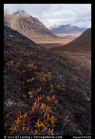 Dwarf willow and Kollutuk Mountain. Gates of the Arctic National Park (color)