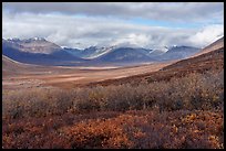 Willows and Inukpasugruk Valley in autumn. Gates of the Arctic National Park ( color)